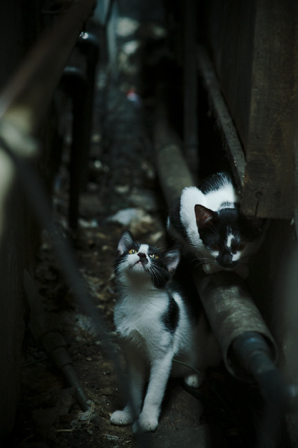 kaiyun.com-“AI算法精准预测：分析比赛走势，为战术制定提供科学依据”，ai算法竞赛