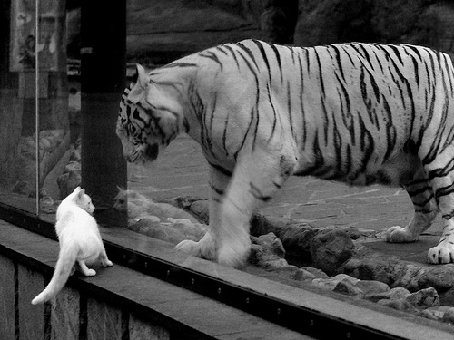 开云体育登陆入口-德甲加强球队中的青少年培养体系，打造未来之星，德甲青训政策